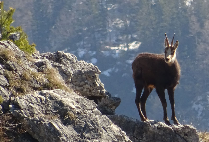 Rupicapra rupicapra.....dal Trentino Alto Adige